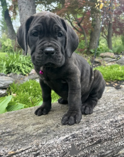 Foto №1. cane corso italiano - zum Verkauf in der Stadt Alavus | 650€ | Ankündigung № 169097