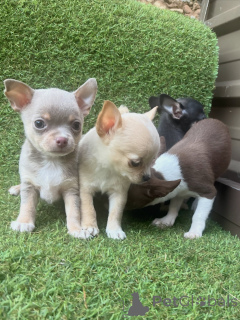Foto №3. Treuer Schoßhund, bezaubernder Chihuahua-Welpe. Deutschland