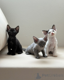 Foto №1. devon rex - zum Verkauf in der Stadt Alsdorf | verhandelt | Ankündigung № 158813