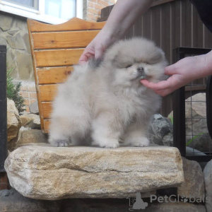 Foto №2 zu Ankündigung № 130655 zu verkaufen pommersche spitz - einkaufen Deutschland quotient 	ankündigung