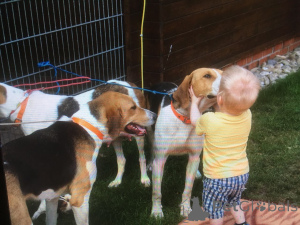 Zusätzliche Fotos: Russische Jagdhundwelpen. Wir sind anderthalb Monate alt.