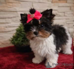 Foto №2 zu Ankündigung № 166494 zu verkaufen mischlingshund - einkaufen Deutschland quotient 	ankündigung