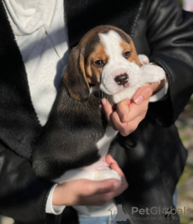 Zusätzliche Fotos: Beagle-Welpen zu verkaufen.