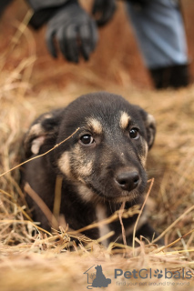 Zusätzliche Fotos: Der netteste Kuzya wurde nach dem Tod seines Besitzers als Waise zurückgelassen!