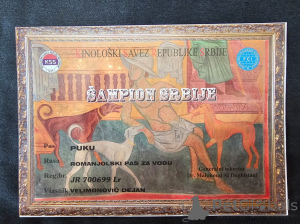 Foto №3. Lagoto Romagnola puppies available. Serbien