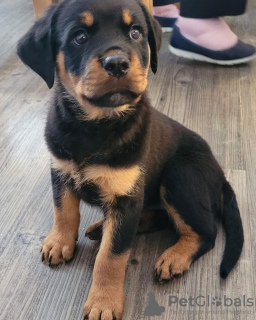 Foto №1. rottweiler - zum Verkauf in der Stadt München | Frei | Ankündigung № 111316