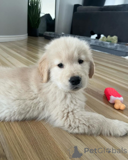 Foto №2 zu Ankündigung № 142828 zu verkaufen golden retriever - einkaufen Deutschland züchter