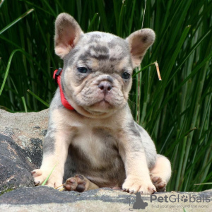 Foto №1. französische bulldogge - zum Verkauf in der Stadt Colorado Springs | 454€ | Ankündigung № 124733