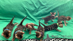 Foto №1. bengal katzenrasse - zum Verkauf in der Stadt Malmo | 750€ | Ankündigung № 153259