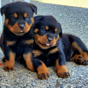 Foto №1. rottweiler - zum Verkauf in der Stadt Charleroi | Frei | Ankündigung № 167874