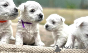 Foto №1. west highland white terrier - zum Verkauf in der Stadt Mailand | Frei | Ankündigung № 110967