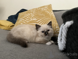 Foto №2 zu Ankündigung № 172456 zu verkaufen ragdoll-katze - einkaufen Belgien 