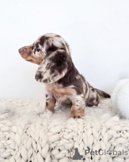 Foto №3. Entzückende Dackelwelpen zum Verkauf erhältlich. USA