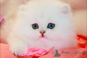 Foto №4. Ich werde verkaufen britisch langhaar in der Stadt Штутгарт. quotient 	ankündigung, züchter - preis - verhandelt