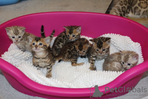 Zusätzliche Fotos: 3 Bengalkatzen-Kätzchen zur Adoption in Deutschland