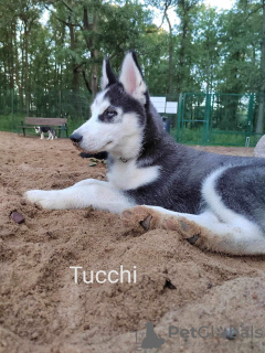 Foto №3. Sibirischer Husky. (Umma Himmlische Augen). Estland