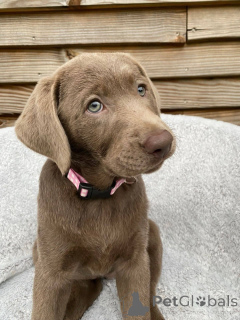 Foto №1. labrador retriever - zum Verkauf in der Stadt Montpellier | verhandelt | Ankündigung № 165309