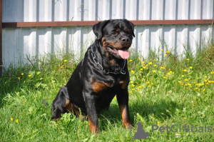 Foto №4. Ich werde verkaufen rottweiler in der Stadt Minsk. vom kindergarten - preis - 473€