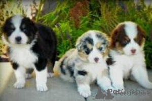 Foto №1. australian shepherd - zum Verkauf in der Stadt Amsterdam | verhandelt | Ankündigung № 172272