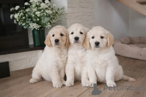 Foto №1. golden retriever - zum Verkauf in der Stadt Espoo | verhandelt | Ankündigung № 173988