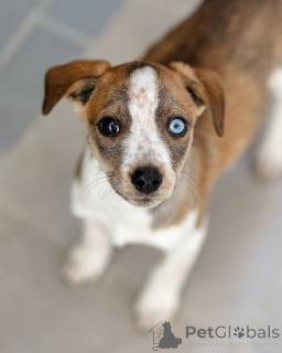 Foto №1. mischlingshund - zum Verkauf in der Stadt Moskwa | Frei | Ankündigung № 161492