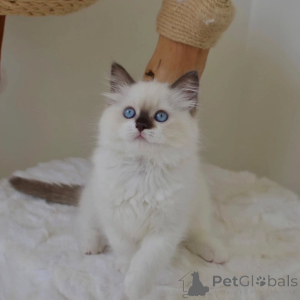 Foto №2 zu Ankündigung № 156267 zu verkaufen ragdoll-katze - einkaufen Finnland quotient 	ankündigung