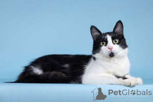 Foto №1.  - zum Verkauf in der Stadt Moskwa | Frei | Ankündigung № 162710