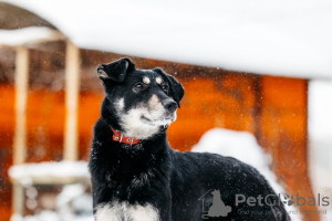 Foto №2 zu Ankündigung № 23651 zu verkaufen mischlingshund - einkaufen Russische Föderation quotient 	ankündigung