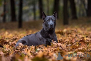 Foto №1. thai ridgeback - zum Verkauf in der Stadt Saint-Denis | 484€ | Ankündigung № 159192