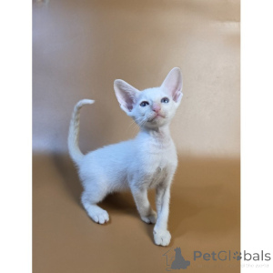 Foto №1. siamkatze - zum Verkauf in der Stadt Kettering | 350€ | Ankündigung № 174392