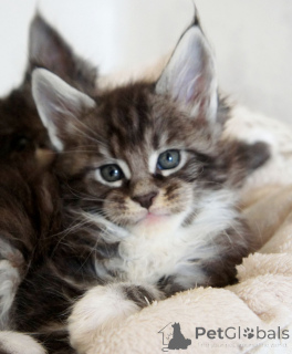 Foto №2 zu Ankündigung № 160775 zu verkaufen maine-coon-katze - einkaufen Niederlande quotient 	ankündigung, züchter