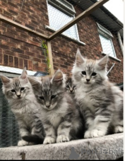 Foto №4. Ich werde verkaufen maine-coon-katze in der Stadt Erftstadt. quotient 	ankündigung - preis - 580€