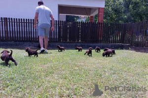 Zusätzliche Fotos: Labrador Retriever, schokoladenbrauner Wurf