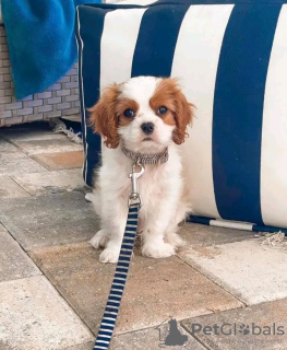 Foto №1. cavalier king charles spaniel - zum Verkauf in der Stadt Helsinki | 350€ | Ankündigung № 116643