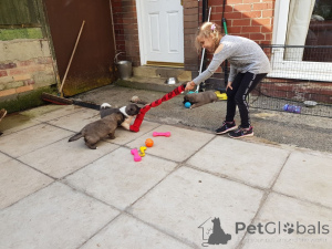 Foto №4. Ich werde verkaufen kaukasischer owtscharka in der Stadt Kopenhague. quotient 	ankündigung, züchter - preis - 750€