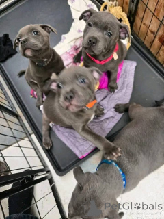 Foto №1. staffordshire bull terrier - zum Verkauf in der Stadt Luxemburg | 1200€ | Ankündigung № 161594