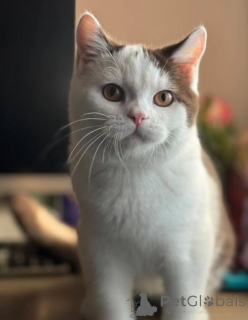 Foto №1. britisch kurzhaar - zum Verkauf in der Stadt Asch | verhandelt | Ankündigung № 155692