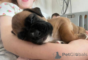 Foto №2 zu Ankündigung № 176166 zu verkaufen deutscher boxer - einkaufen Deutschland quotient 	ankündigung