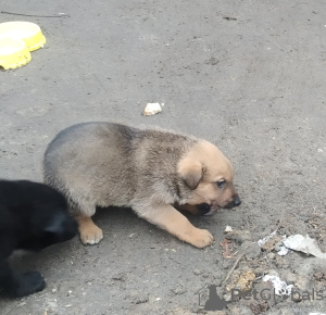 Foto №4. Ich werde verkaufen mischlingshund in der Stadt Kharkov. quotient 	ankündigung - preis - Frei