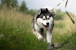 Foto №3. Der charismatische Husky namens Boris sucht seinen Mann!. Russische Föderation