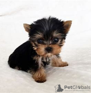 Foto №2 zu Ankündigung № 97600 zu verkaufen yorkshire terrier - einkaufen Deutschland 