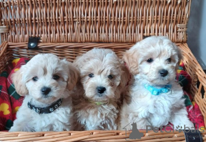 Foto №3. Gesundheitsgeprüftes Apricot & Cream Toy F1 Maltipoo Puppies. USA