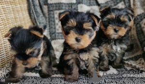 Foto №3. Gesunde Yorkshire-Terrier-Welpen zur Adoption. Deutschland