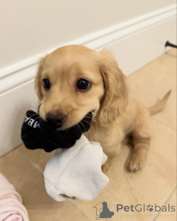 Foto №1. dackel - zum Verkauf in der Stadt München | verhandelt | Ankündigung № 144409