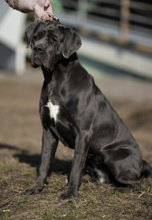 Foto №2 zu Ankündigung № 2979 zu verkaufen cane corso italiano - einkaufen Russische Föderation quotient 	ankündigung