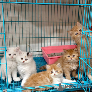 Foto №1. perserkatze - zum Verkauf in der Stadt Bochum | verhandelt | Ankündigung № 167314