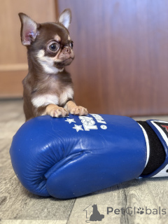 Foto №1. chihuahua - zum Verkauf in der Stadt Minsk | 700€ | Ankündigung № 165368