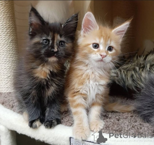 Foto №3. Sibirische Kätzchen zu adoptieren.. Deutschland