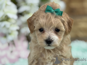 Foto №1. maltipu - zum Verkauf in der Stadt Lauterbach (Hessen) | 900€ | Ankündigung № 150165