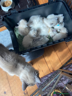 Foto №2 zu Ankündigung № 148561 zu verkaufen ragdoll-katze - einkaufen Deutschland züchter